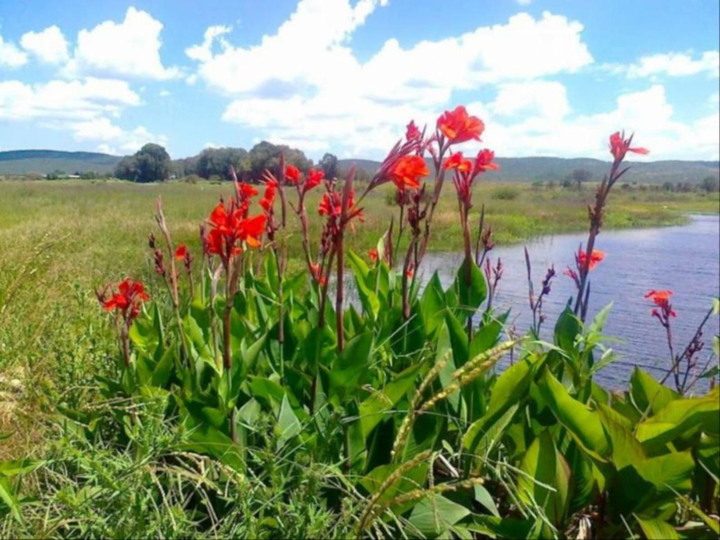 Jackalberry Guest Farm Parys Free State South Africa Complementary Colors, Meadow, Nature, Plant