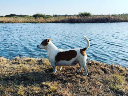 Jackalberry Guest Farm Parys Free State South Africa Dog, Mammal, Animal, Pet