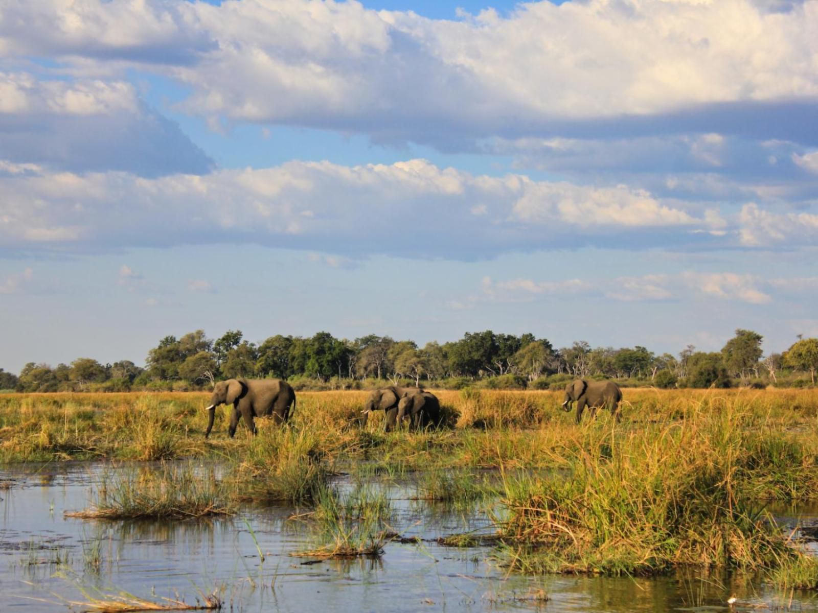 Jackalberry Tented Camp, Animal, Lowland, Nature