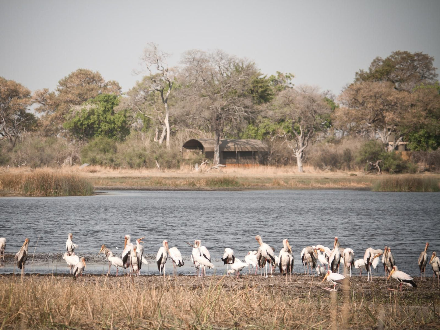 Jackalberry Tented Camp, Pelican, Bird, Animal