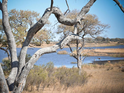 Jackalberry Tented Camp, Tree, Plant, Nature, Wood