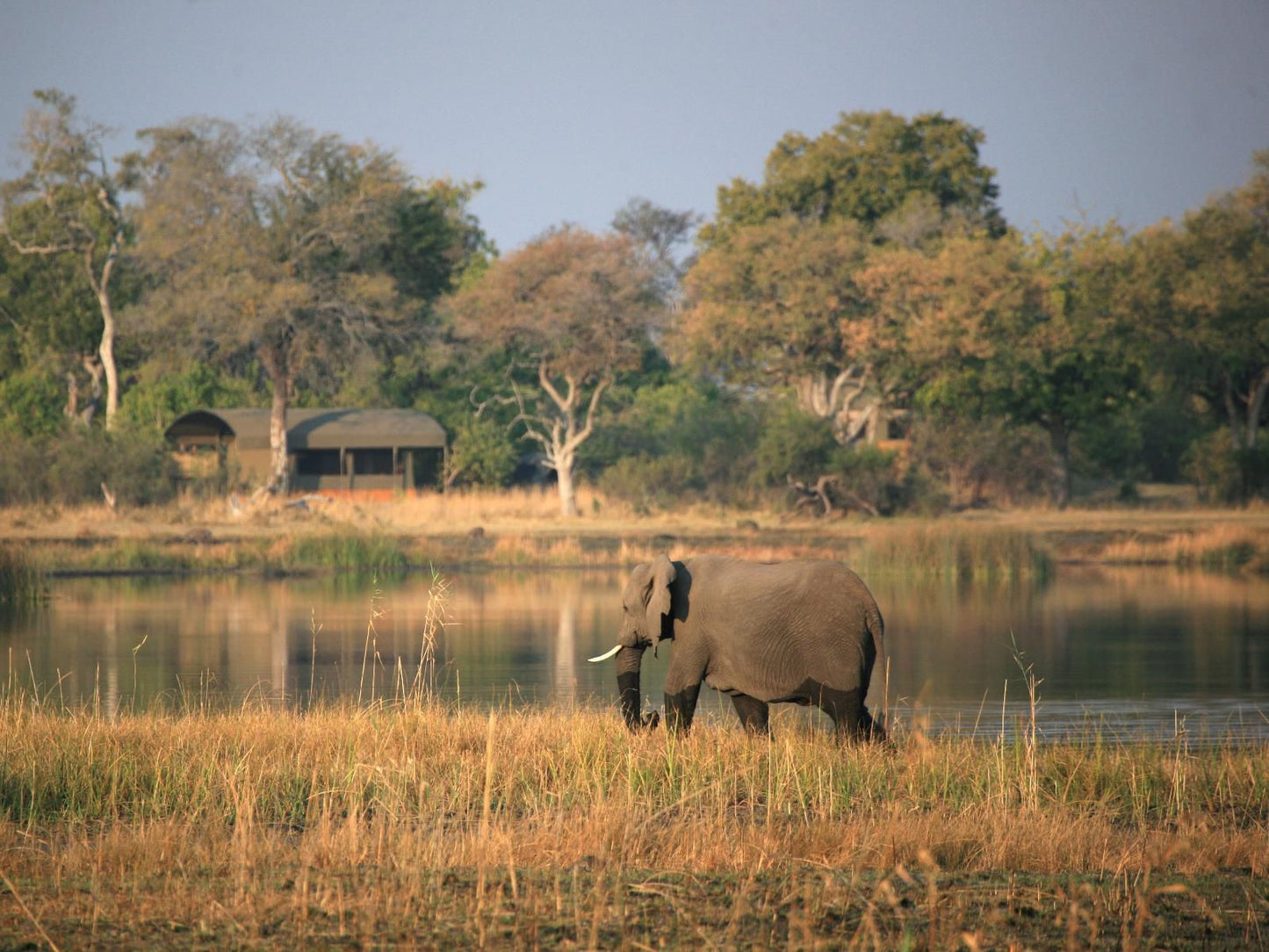 Jackalberry Tented Camp, Elephant, Mammal, Animal, Herbivore