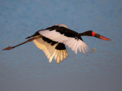 Jackalberry Tented Camp, Bird, Animal