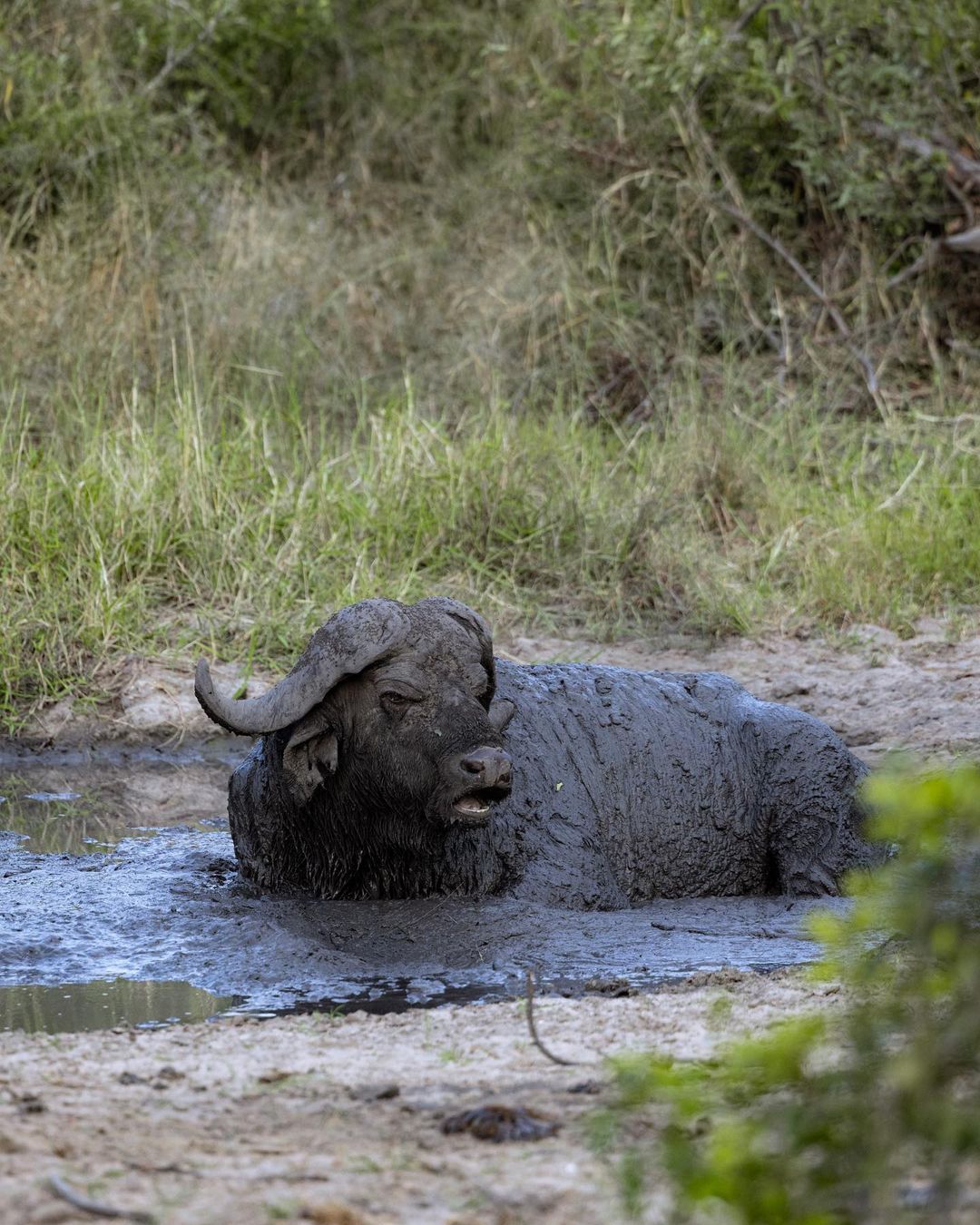 Jackalberry Lodge Thornybush Game Reserve Mpumalanga South Africa Bison, Mammal, Animal, Herbivore, Water Buffalo