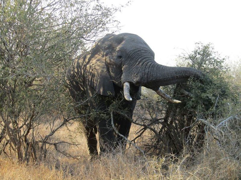 Jackalberry Ridge By Dream Resorts Marloth Park Mpumalanga South Africa Unsaturated, Elephant, Mammal, Animal, Herbivore