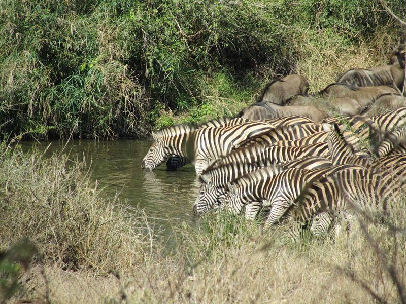 Jackalberry Ridge By Dream Resorts Marloth Park Mpumalanga South Africa Zebra, Mammal, Animal, Herbivore