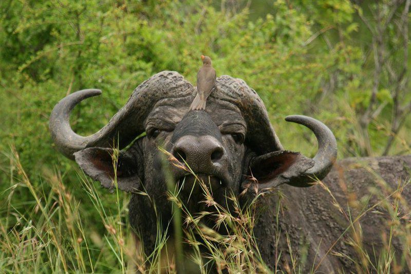 Jackalberry Ridge By Dream Resorts Marloth Park Mpumalanga South Africa Water Buffalo, Mammal, Animal, Herbivore