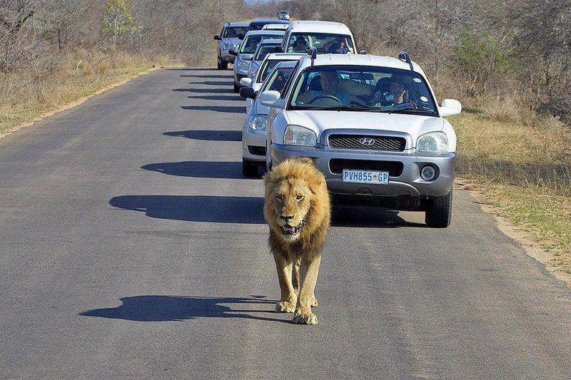 Jackalberry Ridge By Dream Resorts Marloth Park Mpumalanga South Africa Lion, Mammal, Animal, Big Cat, Predator, Car, Vehicle