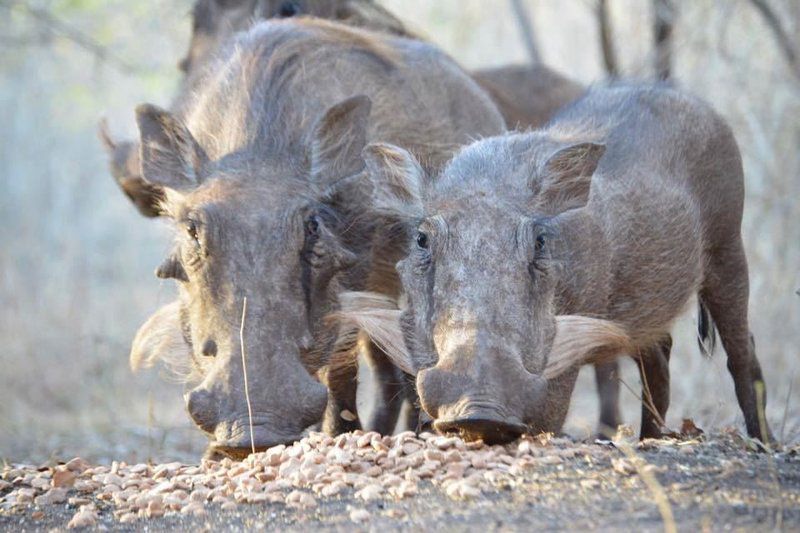 Jackalberry Ridge By Dream Resorts Marloth Park Mpumalanga South Africa Unsaturated, Boar, Mammal, Animal, Herbivore