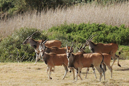 Jack S Place Bredasdorp Western Cape South Africa Sepia Tones, Deer, Mammal, Animal, Herbivore