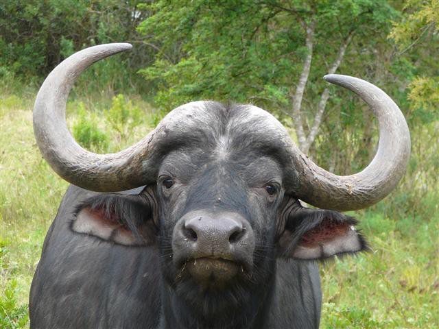 Jagerhof Game Lodge Thornhill Port Elizabeth Eastern Cape South Africa Water Buffalo, Mammal, Animal, Herbivore