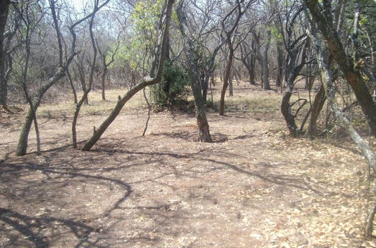 Jakkalskuur Gasteplaas En 4X4 Roete Modimolle Nylstroom Limpopo Province South Africa Forest, Nature, Plant, Tree, Wood