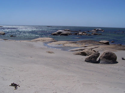 Jaloers Nes Hannas Bay St Helena Bay Western Cape South Africa Beach, Nature, Sand, Seal, Mammal, Animal, Predator