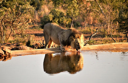 Jamila Game Lodge Vaalwater Limpopo Province South Africa Sepia Tones, Lion, Mammal, Animal, Big Cat, Predator