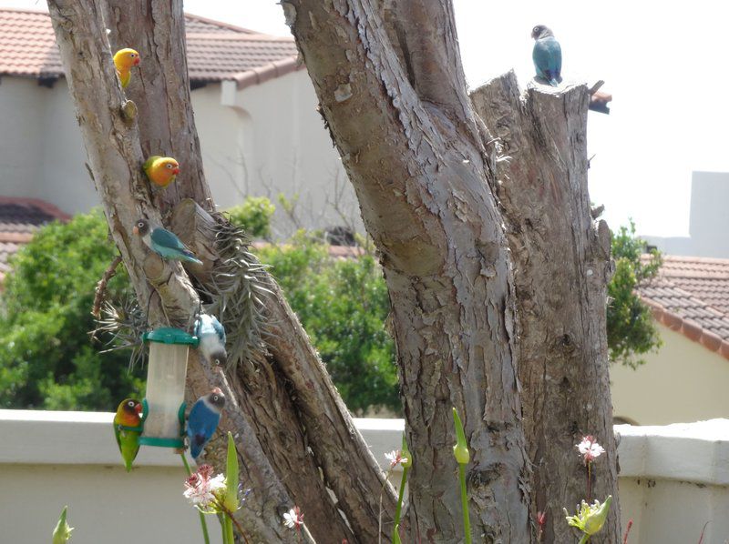 Surfer S Watch At Bruce S St Francis Bay Eastern Cape South Africa Bird, Animal, Plant, Nature