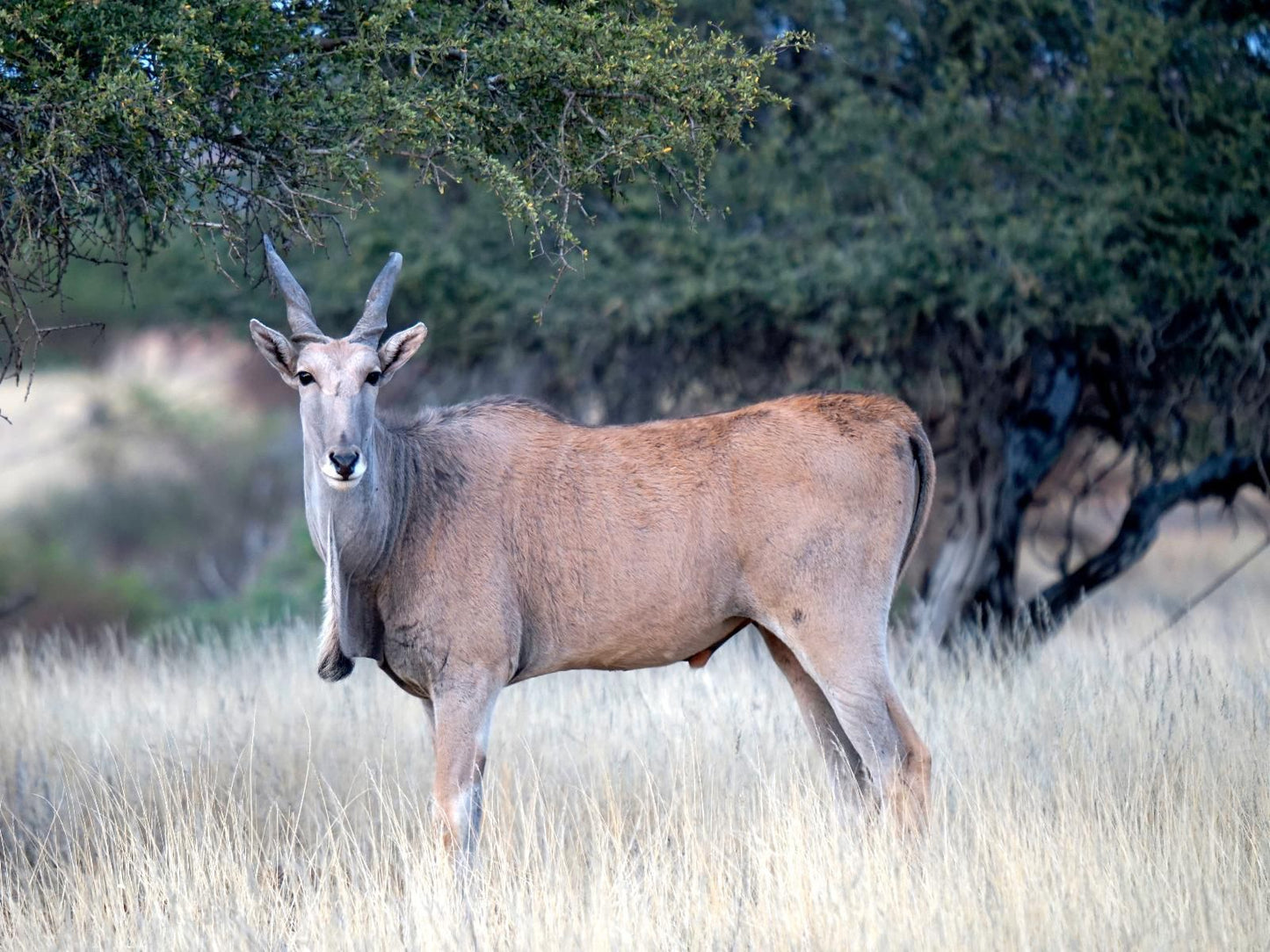 Jansen Kalahari Guest Farm, Animal