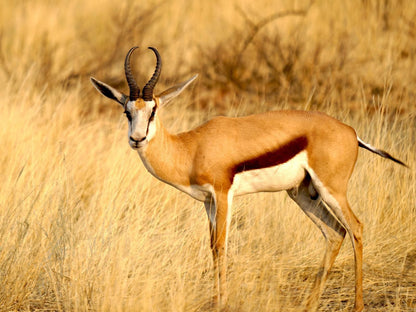 Jansen Kalahari Guest Farm, Colorful, Animal