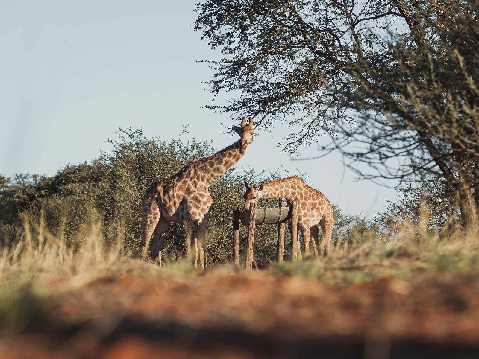 Jansen Kalahari Guest Farm, Giraffe, Mammal, Animal, Herbivore