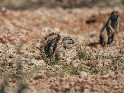 Jansen Kalahari Guest Farm, Sepia Tones, Prairie Dog, Mammal, Animal, Rodent