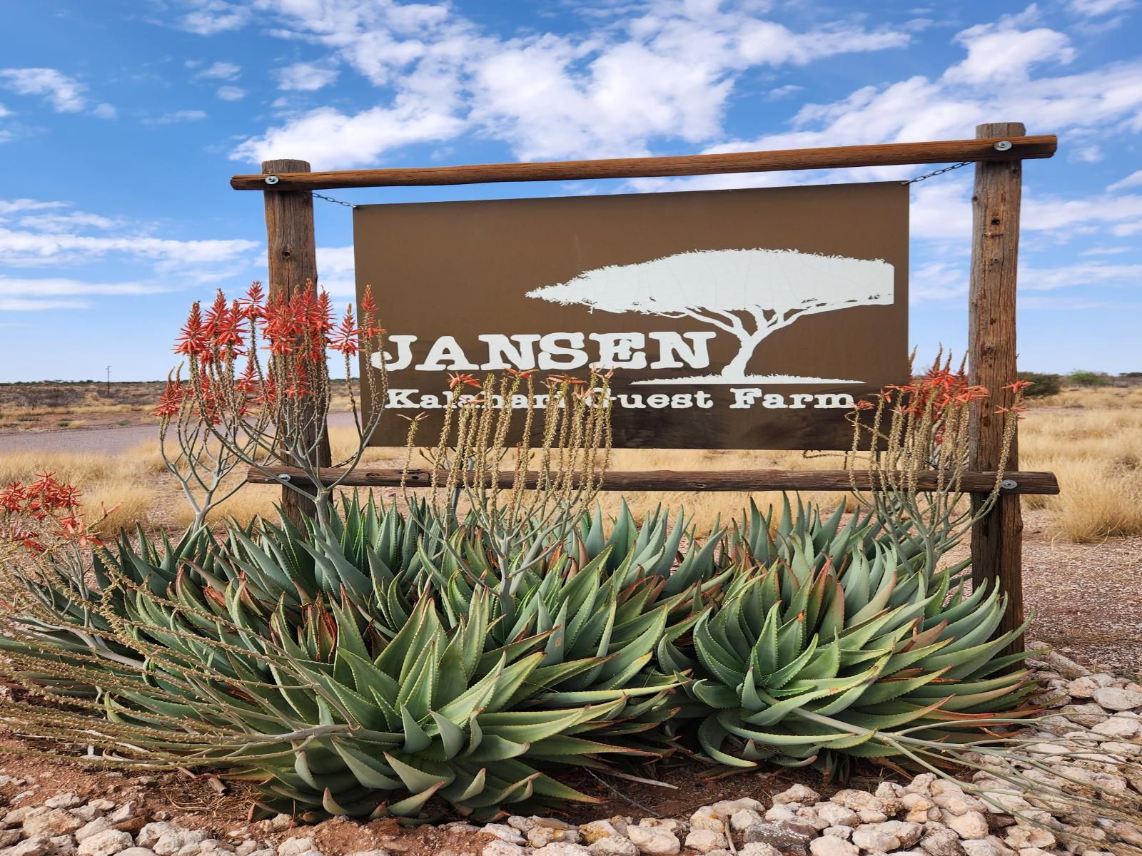 Jansen Kalahari Guest Farm, Cactus, Plant, Nature