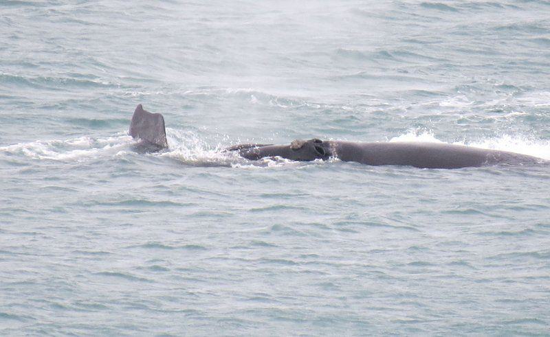 Unsaturated, Whale, Marine Animal, Animal, Janzelle Seaview, Dana Bay, Mossel Bay