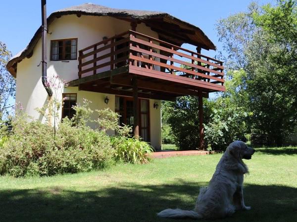 Jaya S Place Hogsback Eastern Cape South Africa Dog, Mammal, Animal, Pet, House, Building, Architecture