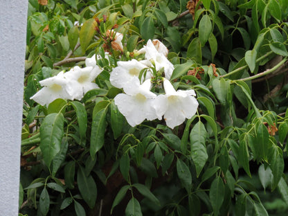 Jedidja Bed And Breakfast, Blossom, Plant, Nature, Flower