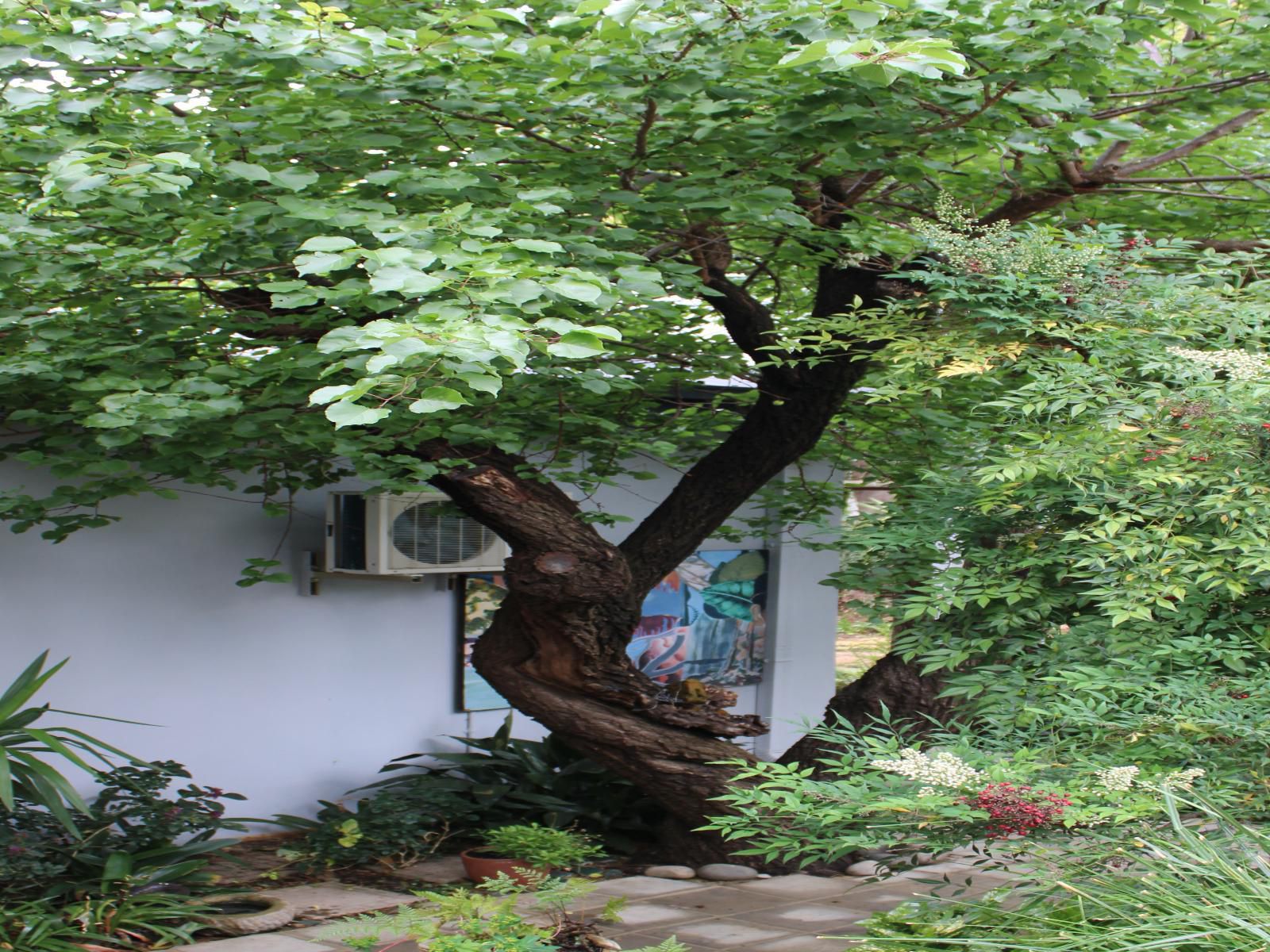 Jedidja Bed And Breakfast, Plant, Nature, Tree, Wood