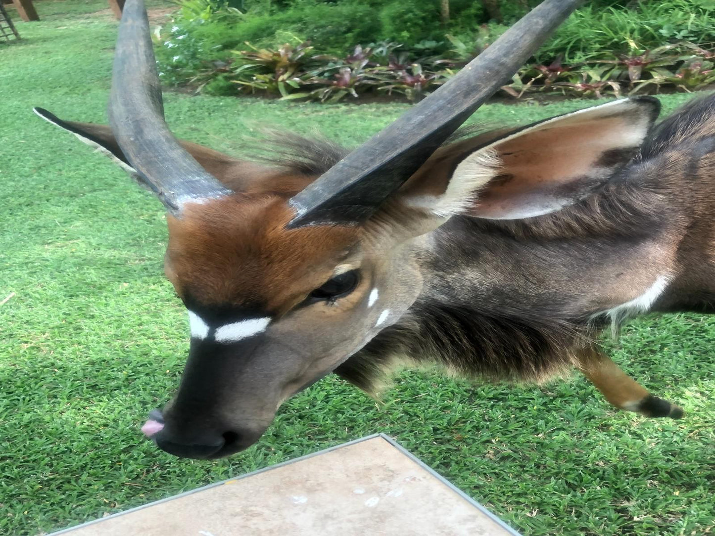 Jock Of The Bushveld Chalets, Animal