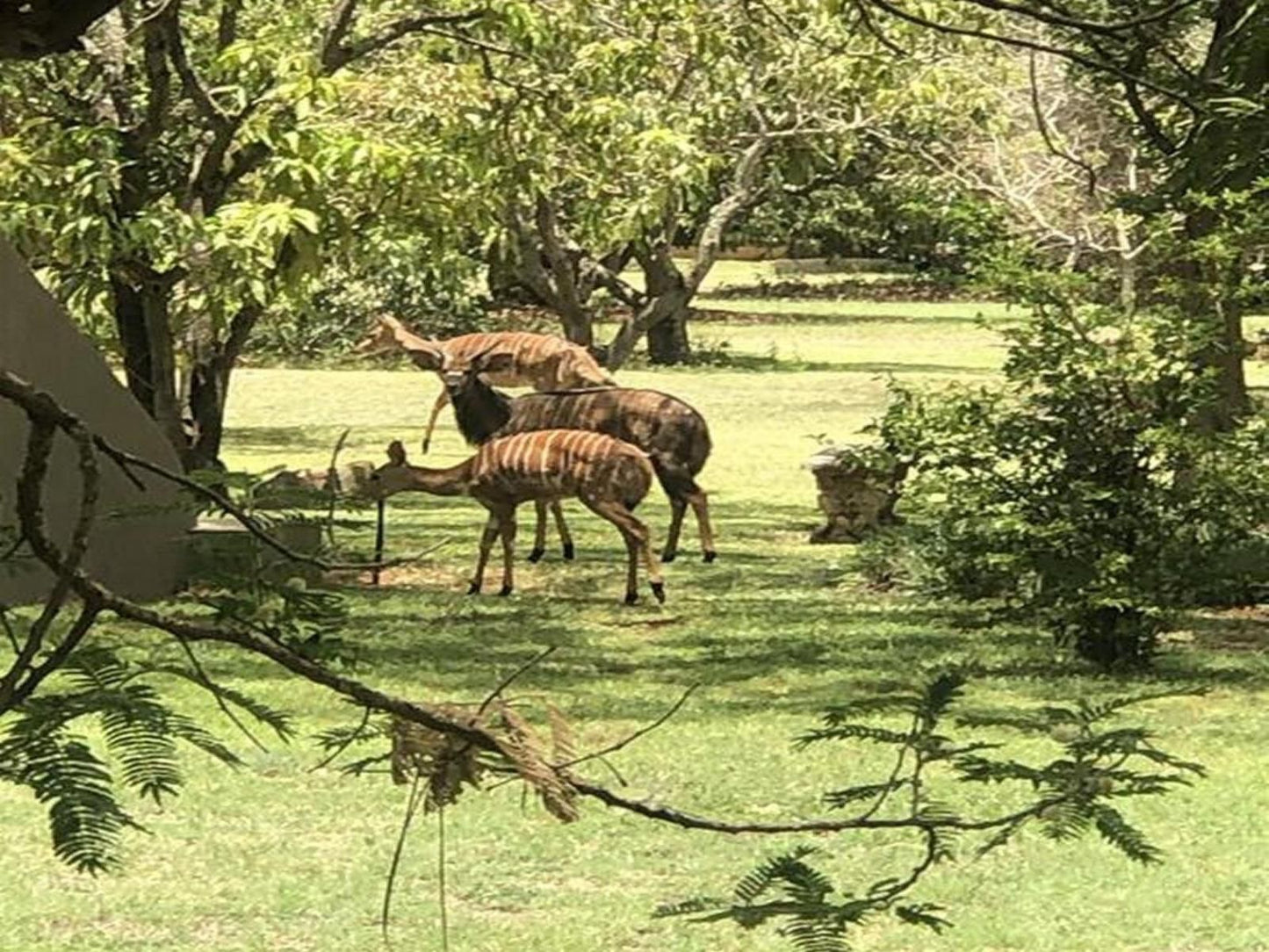 Jock Of The Bushveld Chalets, Tree, Plant, Nature, Wood, Animal