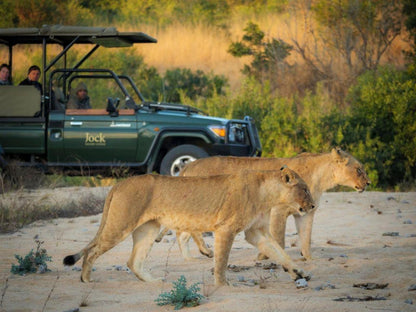 Jock Safari Lodge Kruger National Park Mpumalanga South Africa Lion, Mammal, Animal, Big Cat, Predator