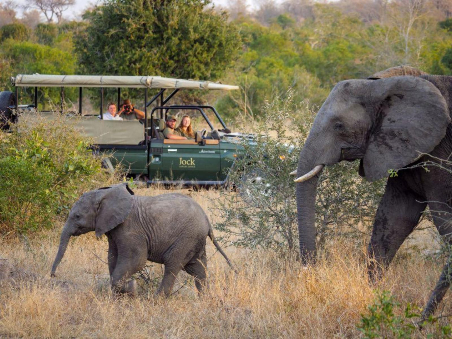 Jock Safari Lodge Kruger National Park Mpumalanga South Africa Elephant, Mammal, Animal, Herbivore