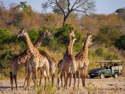 Jock Safari Lodge Kruger National Park Mpumalanga South Africa Giraffe, Mammal, Animal, Herbivore