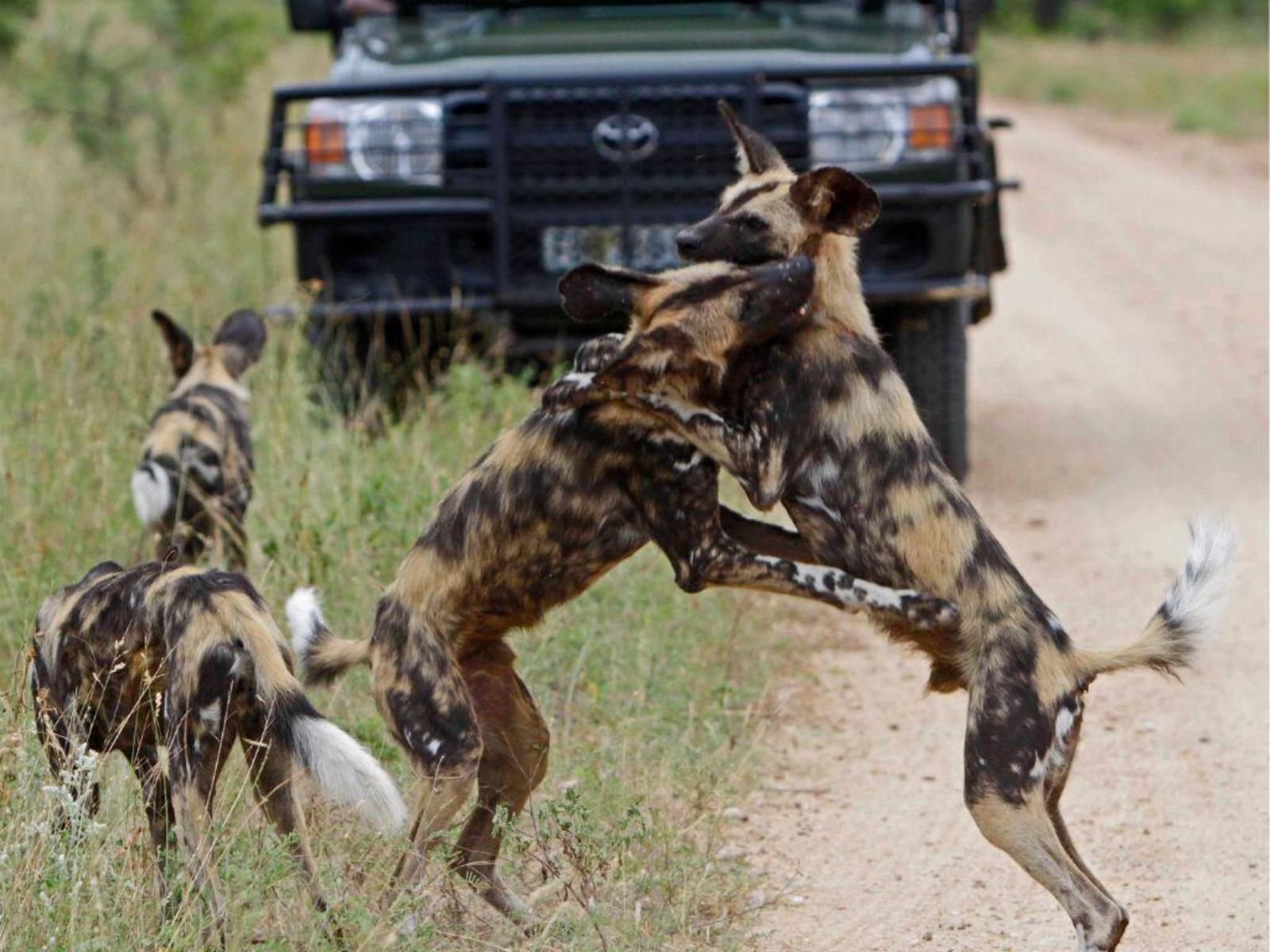 Jock Safari Lodge Kruger National Park Mpumalanga South Africa Animal