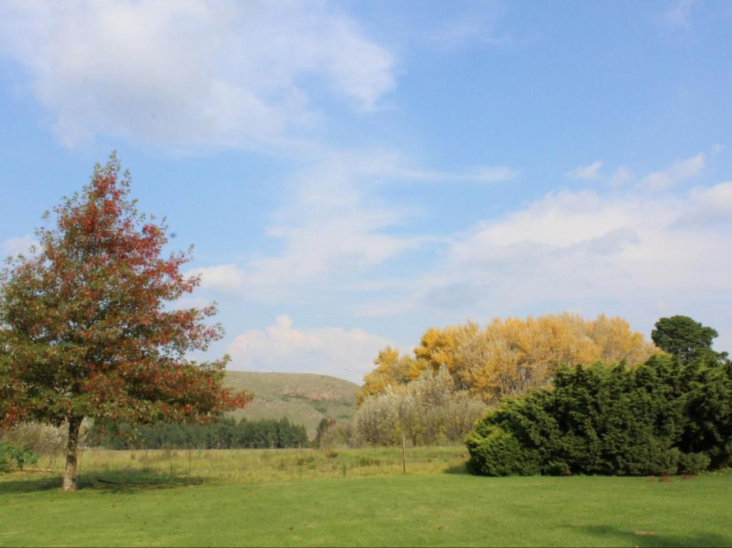 Jocks Cottages Dullstroom Mpumalanga South Africa Complementary Colors, Tree, Plant, Nature, Wood