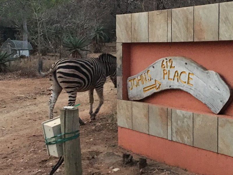 John And Noleen S Place Marloth Park Mpumalanga South Africa Zebra, Mammal, Animal, Herbivore