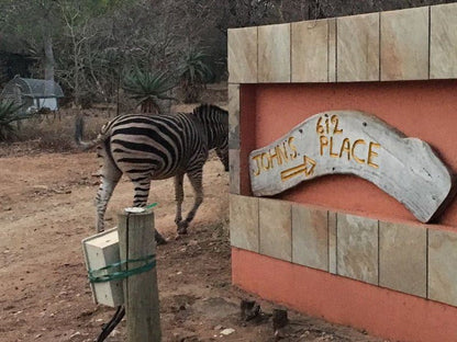 John And Noleen S Place Marloth Park Mpumalanga South Africa Zebra, Mammal, Animal, Herbivore