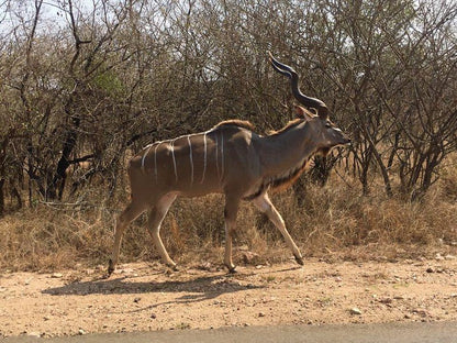 John And Noleen S Place Marloth Park Mpumalanga South Africa Animal