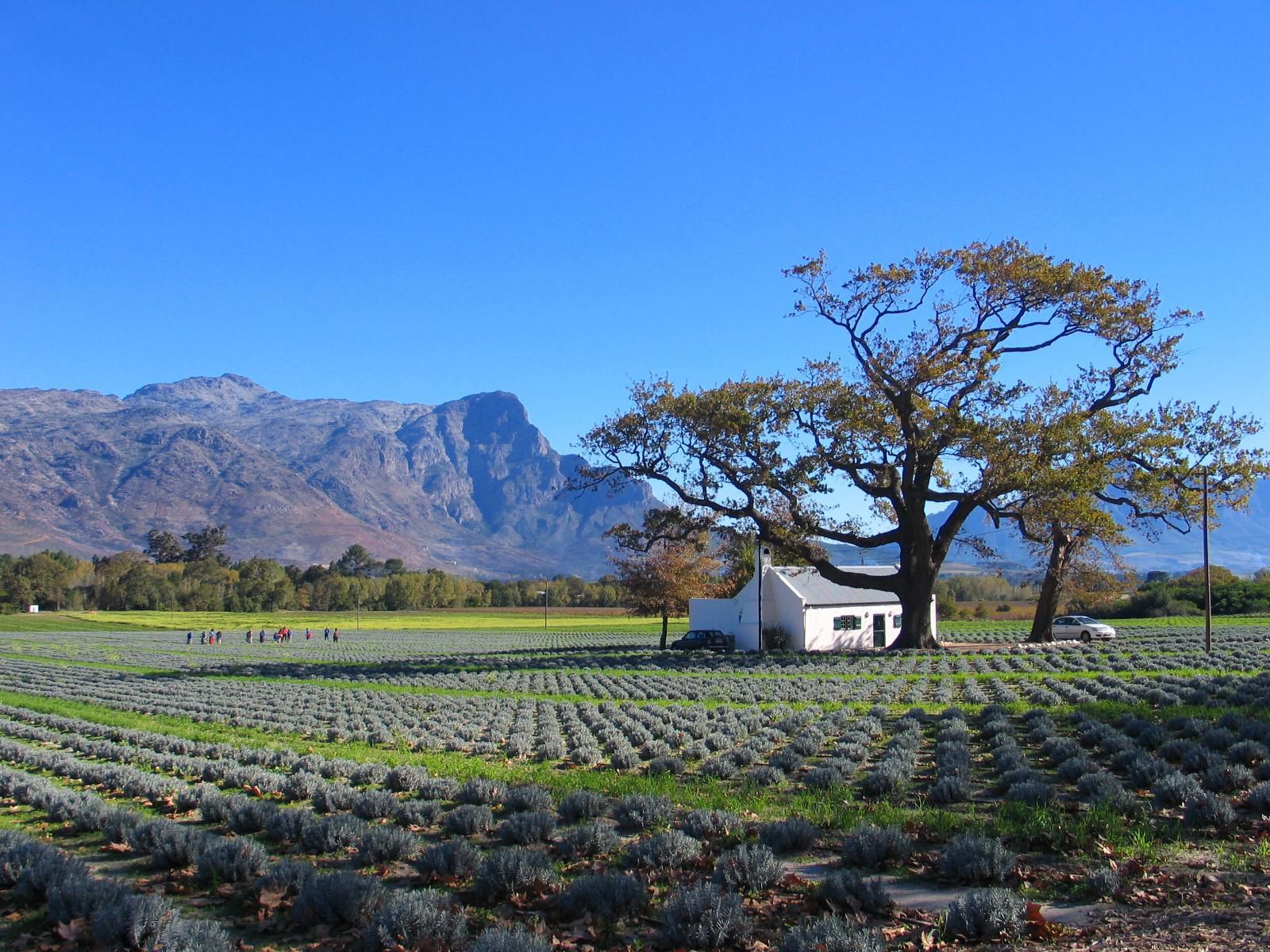 Jonquil Luxury Guest Cottage Franschhoek Western Cape South Africa Field, Nature, Agriculture