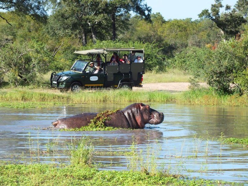 Journey Through Kruger Safari South Kruger Park Mpumalanga South Africa Hippo, Mammal, Animal, Herbivore, Water Buffalo