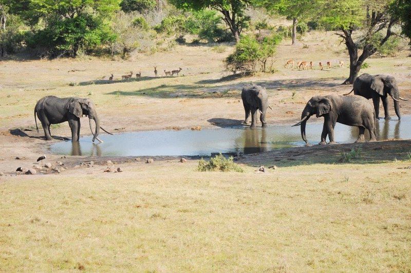 Journey Through Kruger Safari South Kruger Park Mpumalanga South Africa Elephant, Mammal, Animal, Herbivore, Water Buffalo