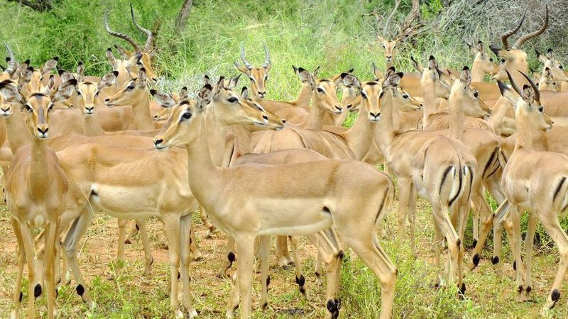 Journey Through Kruger Safari South Kruger Park Mpumalanga South Africa Deer, Mammal, Animal, Herbivore