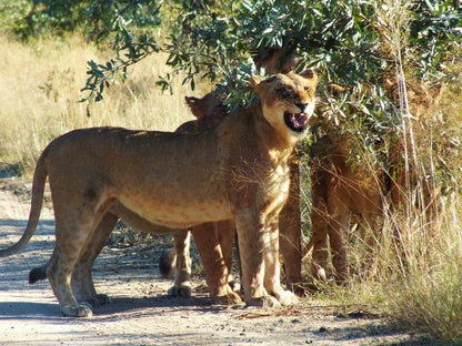 Journey Through Kruger Safari South Kruger Park Mpumalanga South Africa Lion, Mammal, Animal, Big Cat, Predator