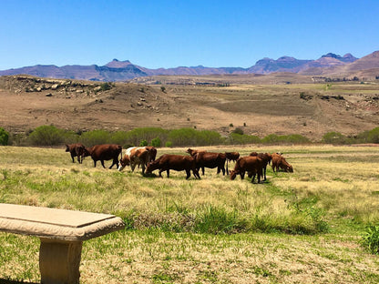 Jovali Clarens Clarens Free State South Africa Complementary Colors, Colorful, Bison, Mammal, Animal, Herbivore