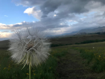 Jovali Clarens Clarens Free State South Africa Dandelion, Flower, Plant, Nature