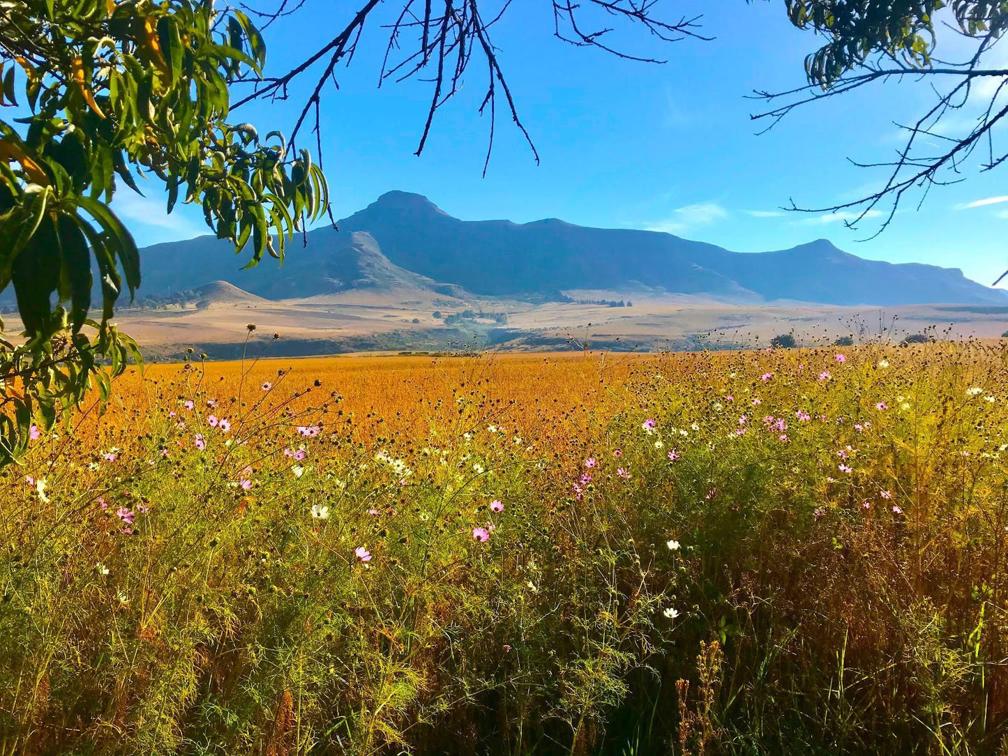 Jovali Clarens Clarens Free State South Africa Complementary Colors, Colorful, Field, Nature, Agriculture, Plant