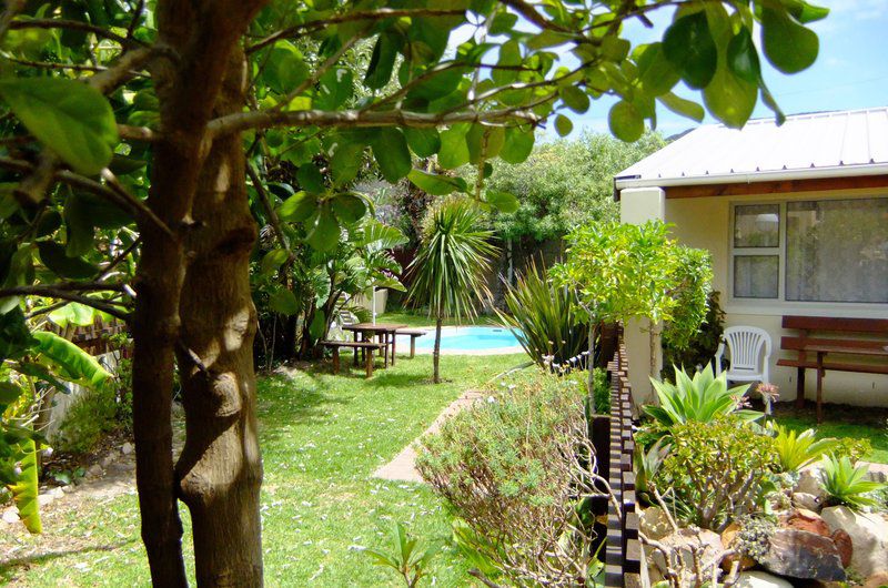 Joy S Self Catering And Bandb Fish Hoek Cape Town Western Cape South Africa Palm Tree, Plant, Nature, Wood