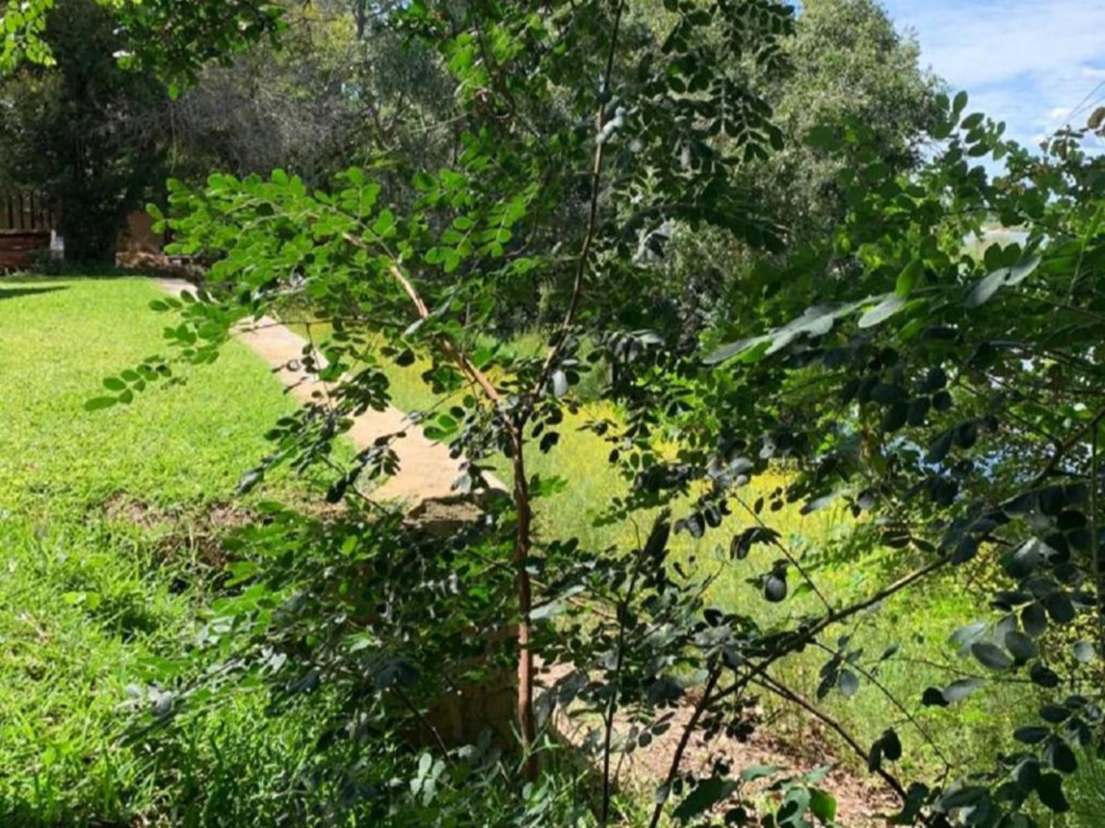 Juda Haus Lodge, Plant, Nature, Tree, Wood