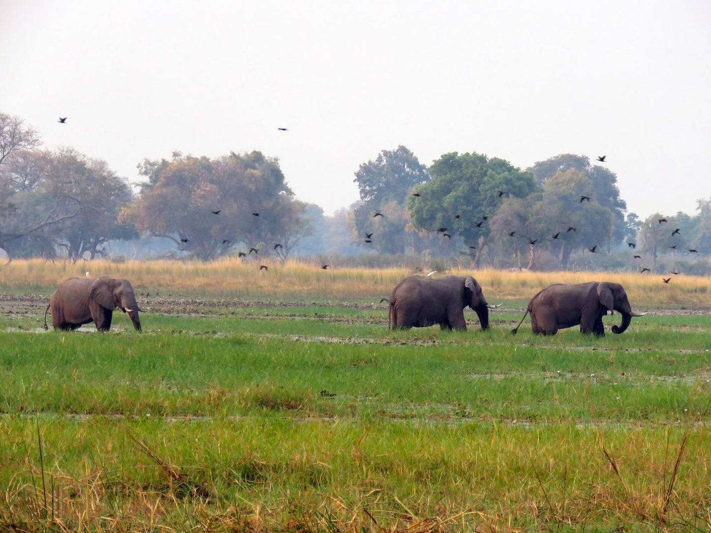 Jumbo Junction Camp Okavango Delta North West Botswana Elephant, Mammal, Animal, Herbivore, Lowland, Nature