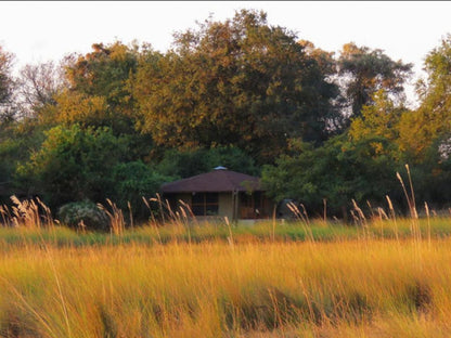 Jumbo Junction Camp Okavango Delta North West Botswana Tree, Plant, Nature, Wood, Autumn